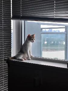 Sweet Domestic Shorthair Kitten for Sale! - Photo 2