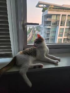 Sweet Domestic Shorthair Kitten for Sale! - Photo 3