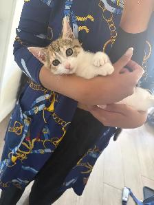 Sweet Domestic Shorthair Kitten for Sale! - Photo 4