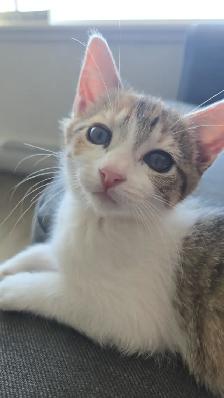 Sweet Domestic Shorthair Kitten for Sale! - Photo 5