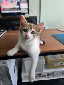 Sweet Domestic Shorthair Kitten for Sale! - Photo 6