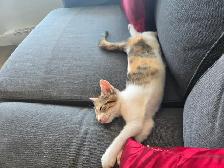 Sweet Domestic Shorthair Kitten for Sale! - Photo 7