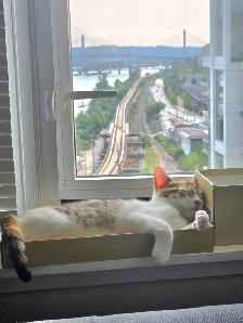 Sweet Domestic Shorthair Kitten for Sale! - Photo 8