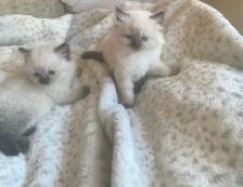 GORGEOUS BABY WHITEMITTTED & CHOCOLATE POINT RAGDOLLS!! - Photo 2
