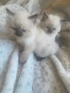 GORGEOUS BABY WHITEMITTTED & CHOCOLATE POINT RAGDOLLS!! - Photo 4