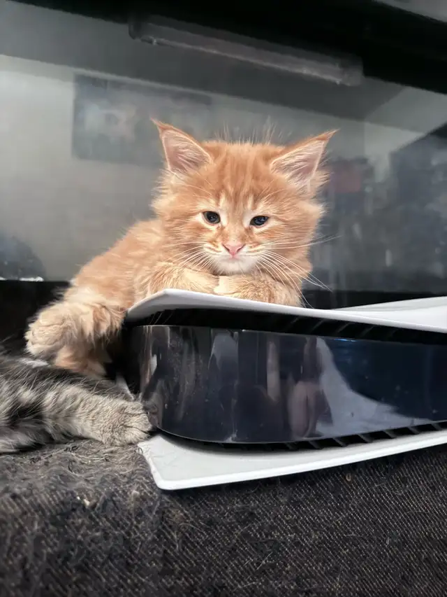 MaineCoon Boy Kittens