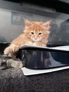 MaineCoon Boy Kittens