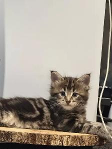 MaineCoon Boy Kittens - Photo 2