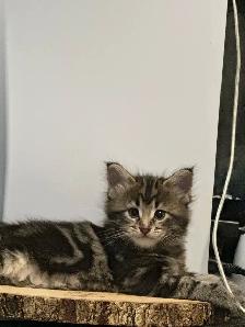 MaineCoon Boy Kittens - Photo 3
