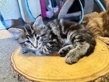 MaineCoon Boy Kittens - Photo 4