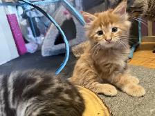 MaineCoon Boy Kittens - Photo 5