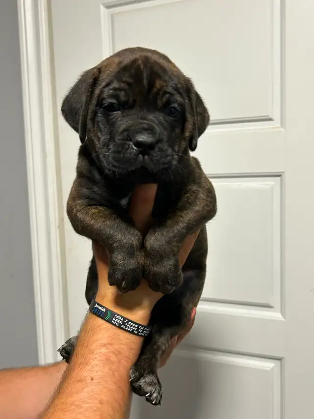 7 Cane Corso/Dog de Bordeaux Puppies left