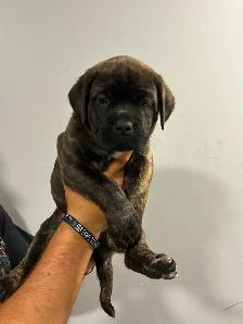 7 Cane Corso/Dog de Bordeaux Puppies left - Photo 2