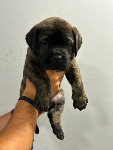 7 Cane Corso/Dog de Bordeaux Puppies left - Photo 3