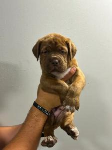 7 Cane Corso/Dog de Bordeaux Puppies left - Photo 4