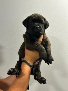 7 Cane Corso/Dog de Bordeaux Puppies left - Photo 5