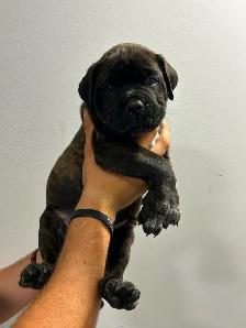 7 Cane Corso/Dog de Bordeaux Puppies left - Photo 6
