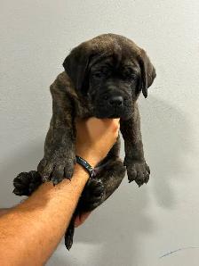 7 Cane Corso/Dog de Bordeaux Puppies left - Photo 7