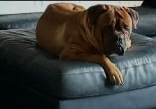 7 Cane Corso/Dog de Bordeaux Puppies left - Photo 8