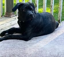 7 Cane Corso/Dog de Bordeaux Puppies left - Photo 9