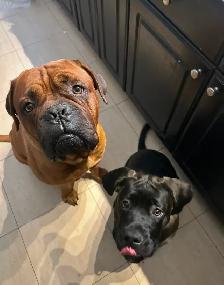 7 Cane Corso/Dog de Bordeaux Puppies left - Photo 10