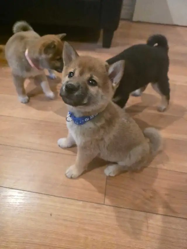 chiots shiba inu puppies