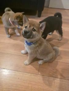 chiots shiba inu puppies