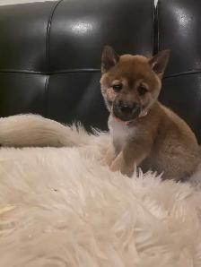 chiots shiba inu puppies - Photo 2