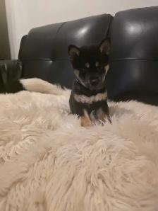 chiots shiba inu puppies - Photo 3