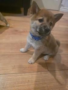 chiots shiba inu puppies - Photo 4