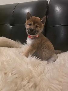 chiots shiba inu puppies - Photo 5