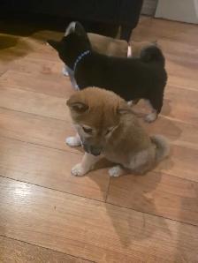 chiots shiba inu puppies - Photo 6