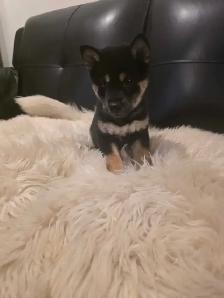 chiots shiba inu puppies - Photo 7