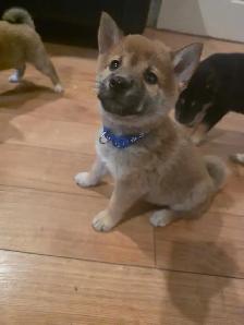 chiots shiba inu puppies - Photo 8