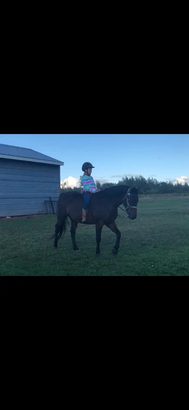 horses multiple