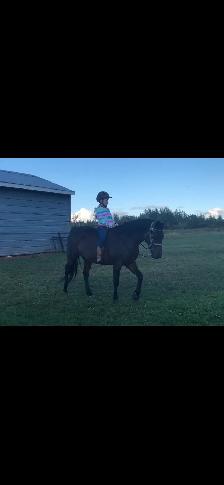 horses multiple