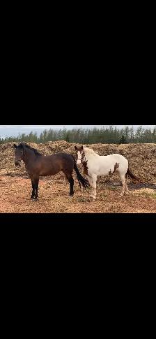 horses multiple - Photo 2