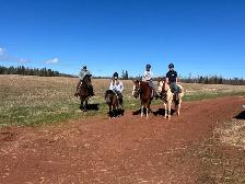 horses multiple - Photo 4