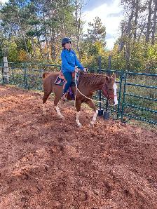 horses multiple - Photo 5