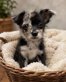 adorable pompoochi puppies for sale - Photo 3