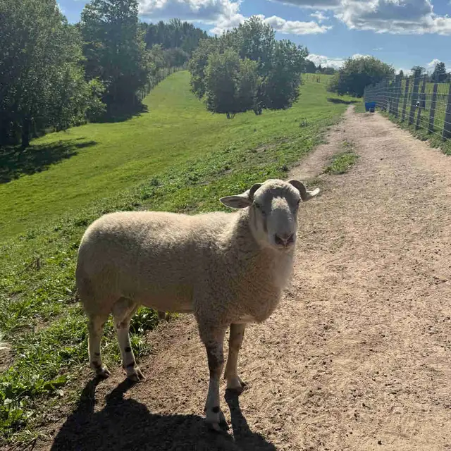 ram lamb for sale