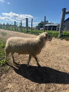 ram lamb for sale - Photo 2