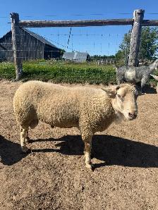 ram lamb for sale - Photo 3