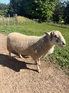 ram lamb for sale - Photo 4