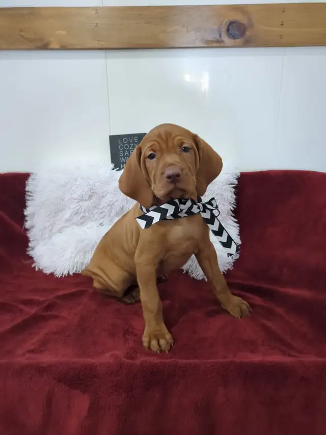 Eight Adorable Vizsla Puppies