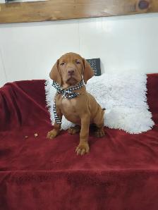 Eight Adorable Vizsla Puppies - Photo 2