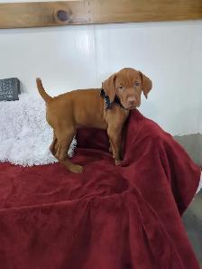 Eight Adorable Vizsla Puppies - Photo 3
