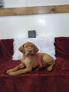 Eight Adorable Vizsla Puppies - Photo 4