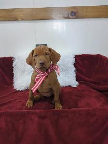 Eight Adorable Vizsla Puppies - Photo 5