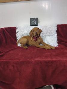 Eight Adorable Vizsla Puppies - Photo 6